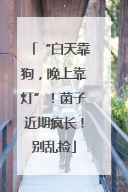 “白天靠狗，晚上靠灯”！菌子近期疯长！别乱捡