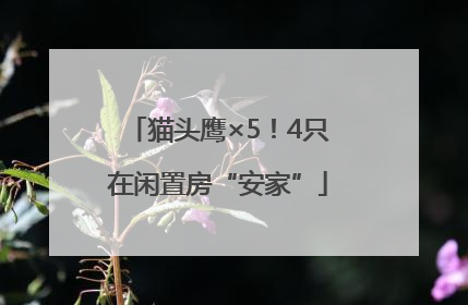 猫头鹰×5！4只在闲置房“安家”