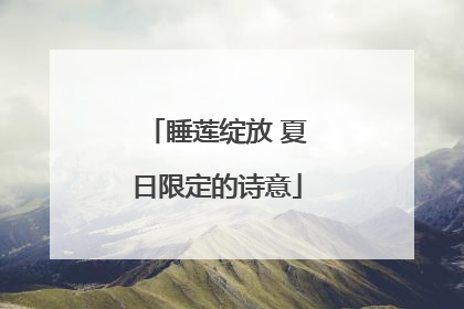 睡莲绽放 夏日限定的诗意