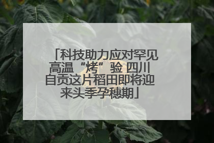 科技助力应对罕见高温“烤”验 四川自贡这片稻田即将迎来头季孕穗期