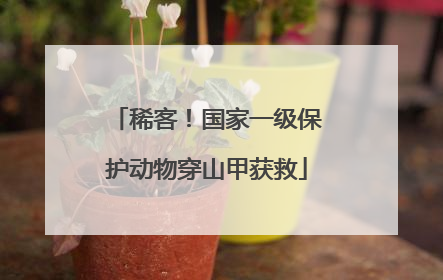 稀客！国家一级保护动物穿山甲获救