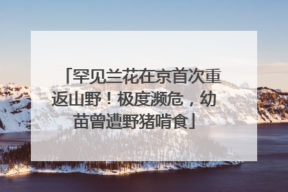 罕见兰花在京首次重返山野！极度濒危，幼苗曾遭野猪啃食