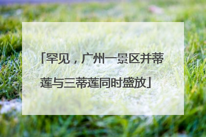 罕见，广州一景区并蒂莲与三蒂莲同时盛放