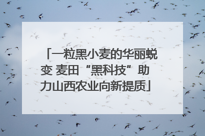 一粒黑小麦的华丽蜕变 麦田“黑科技”助力山西农业向新提质
