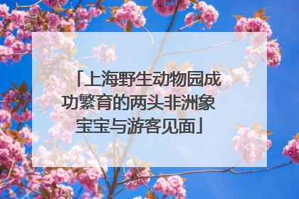 上海野生动物园成功繁育的两头非洲象宝宝与游客见面