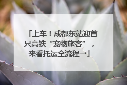 上车！成都东站迎首只高铁“宠物旅客”，来看托运全流程→