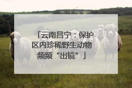 云南昌宁：保护区内珍稀野生动物频频“出镜”