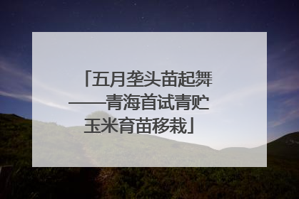 五月垄头苗起舞——青海首试青贮玉米育苗移栽