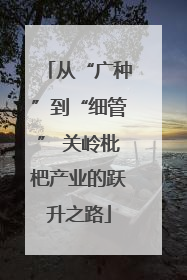 从“广种”到“细管” 关岭枇杷产业的跃升之路