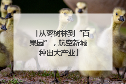 从枣树林到“百果园”，航空新城种出大产业