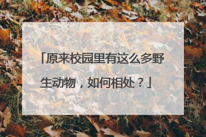 原来校园里有这么多野生动物，如何相处？