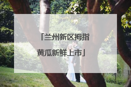兰州新区拇指黄瓜新鲜上市