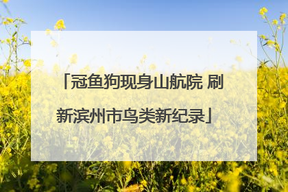 冠鱼狗现身山航院 刷新滨州市鸟类新纪录