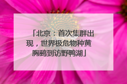 北京：首次集群出现，世界极危物种黄胸鹀到访野鸭湖