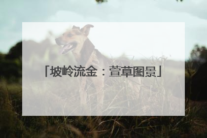 坡岭流金：萱草图景