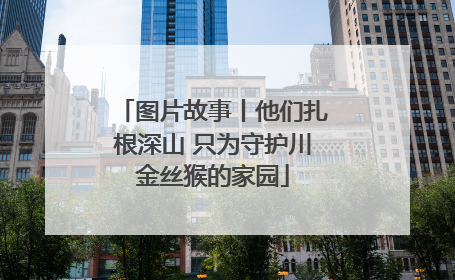 图片故事丨他们扎根深山 只为守护川金丝猴的家园