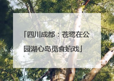 四川成都：苍鹭在公园湖心岛觅食嬉戏