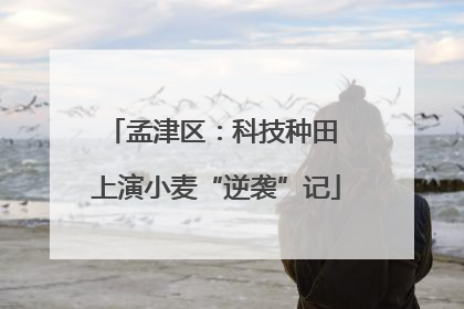 孟津区：科技种田 上演小麦“逆袭”记
