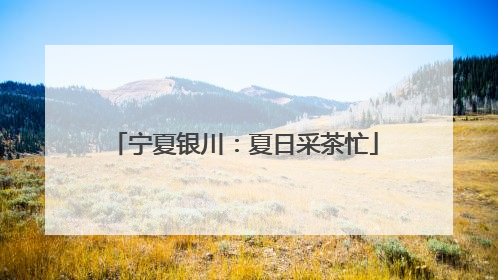 宁夏银川：夏日采茶忙