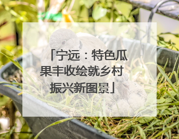 宁远：特色瓜果丰收绘就乡村振兴新图景