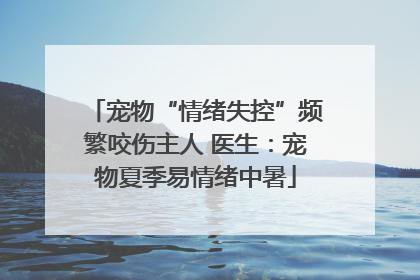 宠物“情绪失控”频繁咬伤主人 医生：宠物夏季易情绪中暑