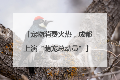 宠物消费火热，成都上演“萌宠总动员”