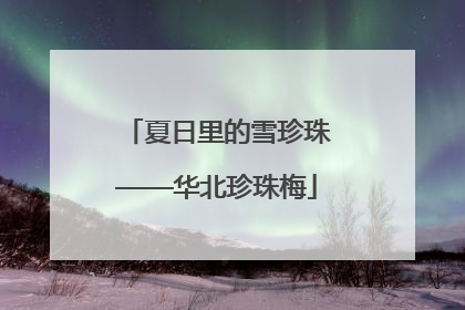 夏日里的雪珍珠——华北珍珠梅