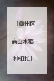 徽州区高山水稻种植忙