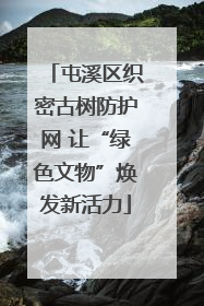 屯溪区织密古树防护网 让“绿色文物”焕发新活力