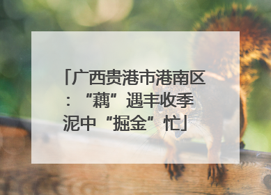 广西贵港市港南区：“藕”遇丰收季 泥中“掘金”忙