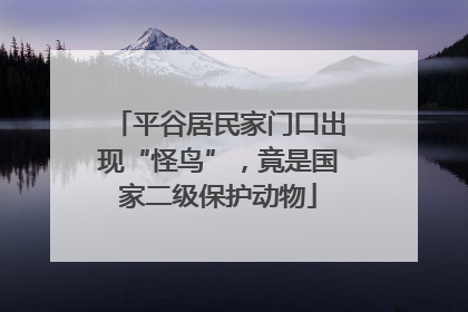 平谷居民家门口出现“怪鸟”，竟是国家二级保护动物