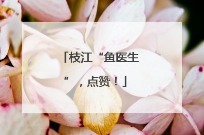 枝江“鱼医生”，点赞！