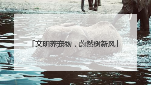 文明养宠物，蔚然树新风
