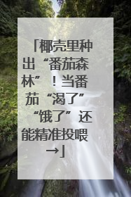 椰壳里种出“番茄森林”！当番茄“渴了”“饿了”还能精准投喂→
