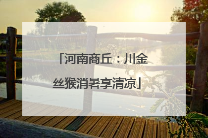 河南商丘：川金丝猴消暑享清凉