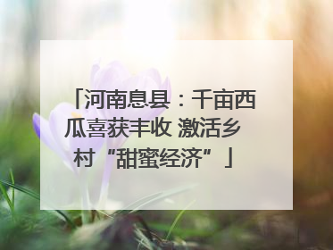 河南息县：千亩西瓜喜获丰收 激活乡村“甜蜜经济”