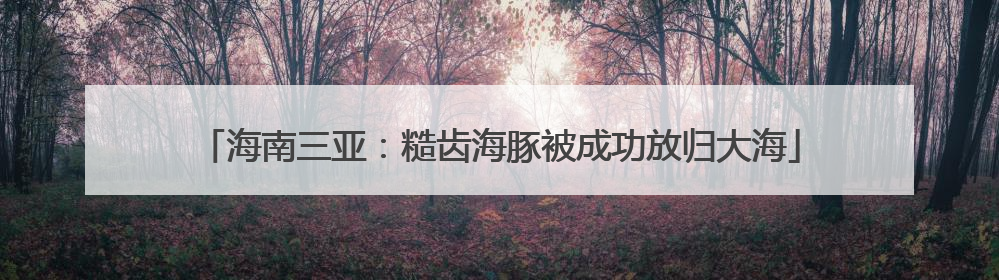 海南三亚：糙齿海豚被成功放归大海