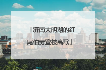 济南大明湖的红尾伯劳登枝高歌
