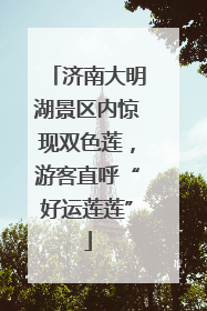 济南大明湖景区内惊现双色莲，游客直呼“好运莲莲”