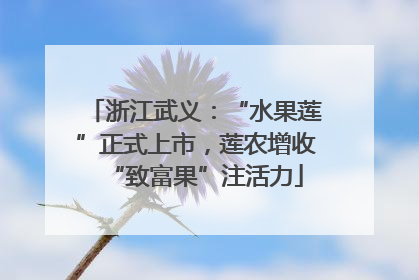 浙江武义：“水果莲”正式上市，莲农增收“致富果”注活力