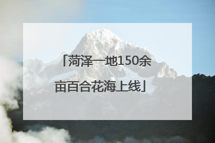菏泽一地150余亩百合花海上线