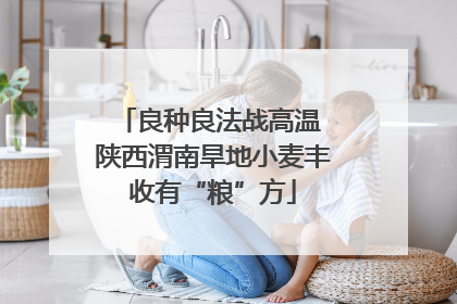 良种良法战高温 陕西渭南旱地小麦丰收有“粮”方