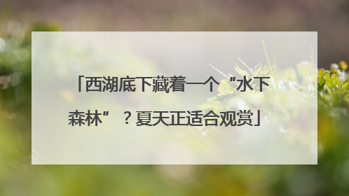 西湖底下藏着一个“水下森林”？夏天正适合观赏