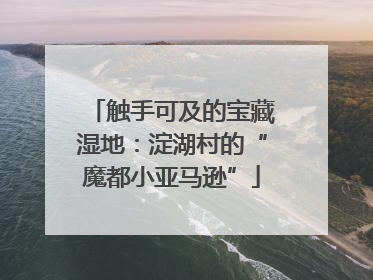 触手可及的宝藏湿地：淀湖村的“魔都小亚马逊”