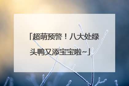 超萌预警！八大处绿头鸭又添宝宝啦~