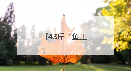 43斤“鱼王”创纪录！杭州人终于等到了